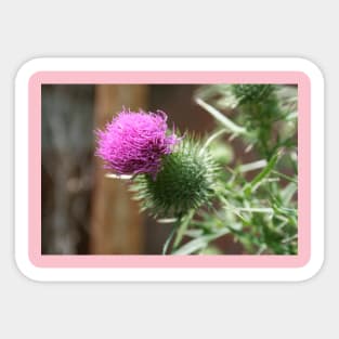 Thistle Sticker